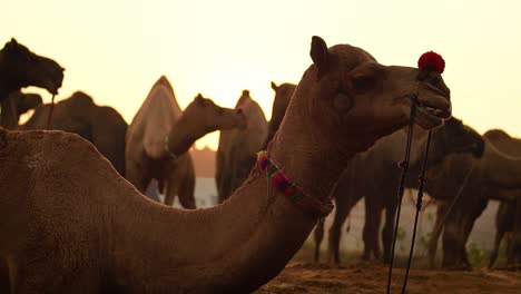 Camels in slow motion at the Pushkar Fair, also called the Pushkar Camel Fair or locally as Kartik Mela is an annual multi-day livestock fair and cultural held in the town of Pushkar Rajasthan, India.