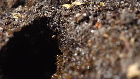 close up macro view of red ants hole