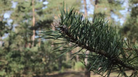 close up detail shot of a branch from a pine tree