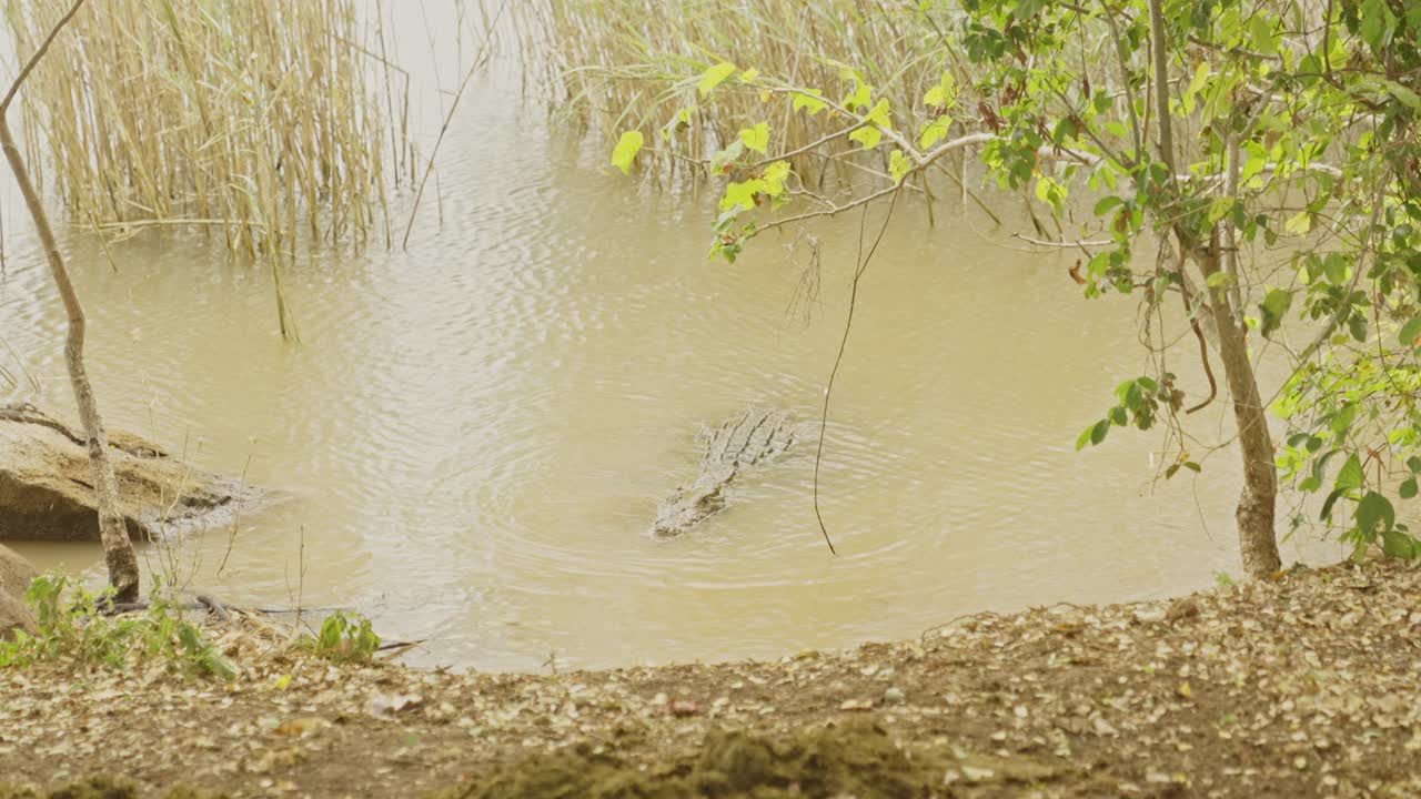 un gran cocodrilo marrón mira desde el agua al agua
