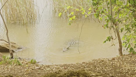 Un-Gran-Cocodrilo-Marrón-Mira-De-Agua-En-Agua