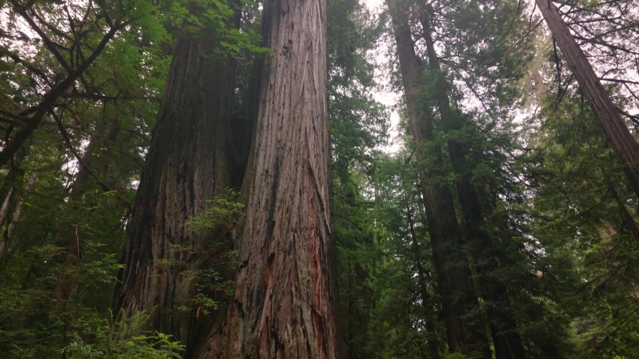 Una donna cammina e ammira un albero imponente in un'antica foresta di sequoie