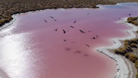 flamingos flying over a vibrant pink salt lake in the andes