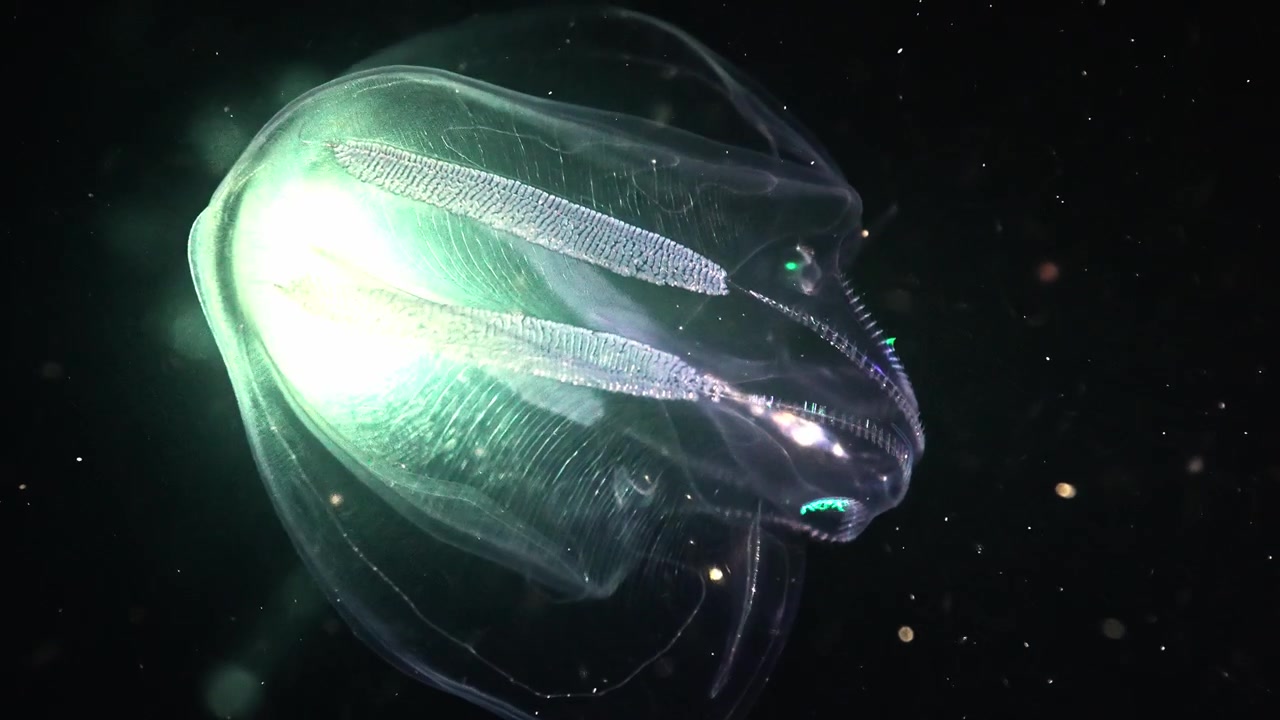 Close-up of a transparent Mnemiopsis leidyi rotating in the dark, its bioluminescent bands glowing before being fully illuminated by a diver's flashlight