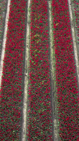 aerial view of a red tulip field