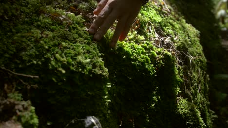 hand brushing over moss