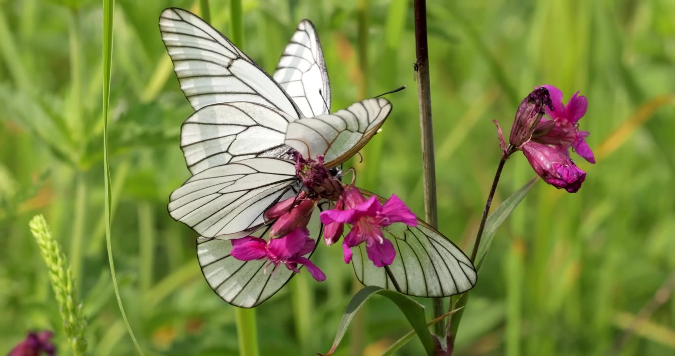 Accoppiamento di farfalle. La farfalla Aporia crataegi, la bianca dalle venature nere, è una farfalla di grandi dimensioni della famiglia Pieridae.