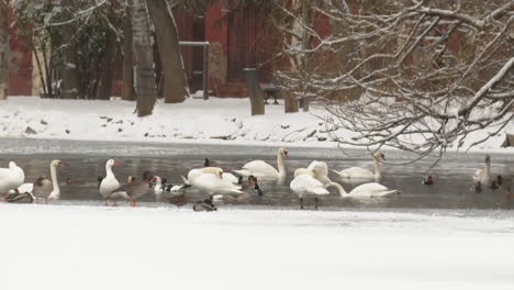 Birds on a Frozen Lake in Winter