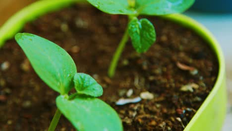 Plantas-De-Melón-Bebé-Con-Hojas-Mojadas-Cultivadas-En-El-Suelo-En-Una-Olla---Tiro-Deslizante