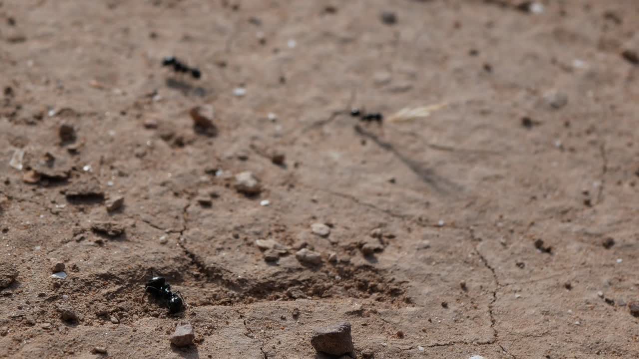 Primo piano di una formica morta con altre formiche che lavorano intorno su un terreno secco.