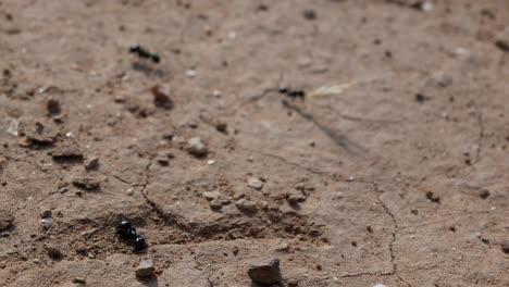 close up of dead ant with other ants around working on a dry ground