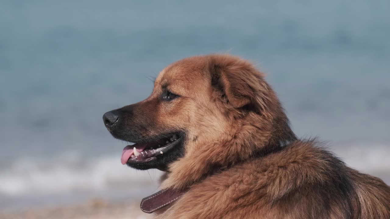 perro marrón sentado y mirando hacia adelante en la playa