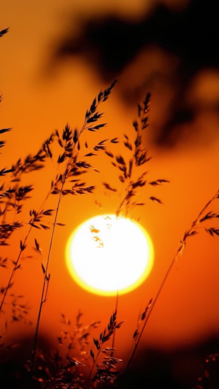 En smuk solnedgangssilhuet med græsser mod en levende orange himmel, der indfanger essensen af naturens ro ved skumringstid