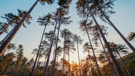 4K-morning-sunrise-timelapse-forest-mountain-sun-behind-trees-branches