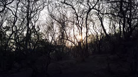 Silueta-De-Plantas-Secas-Y-árboles-Con-Puesta-De-Sol-En-El-Fondo-En-Un-Sendero-Y-Caminata-Por-Un-Bosque