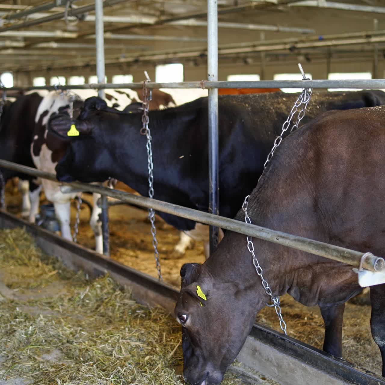 Processo di alimentazione delle mucche in fattoria