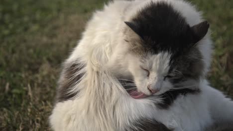 black and white cat scratching, cleaning, playing slow motion 4k uhd