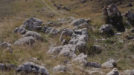 rocky terrain on the mountain trails at durmitor national park in montenegro, europe. close-up shot