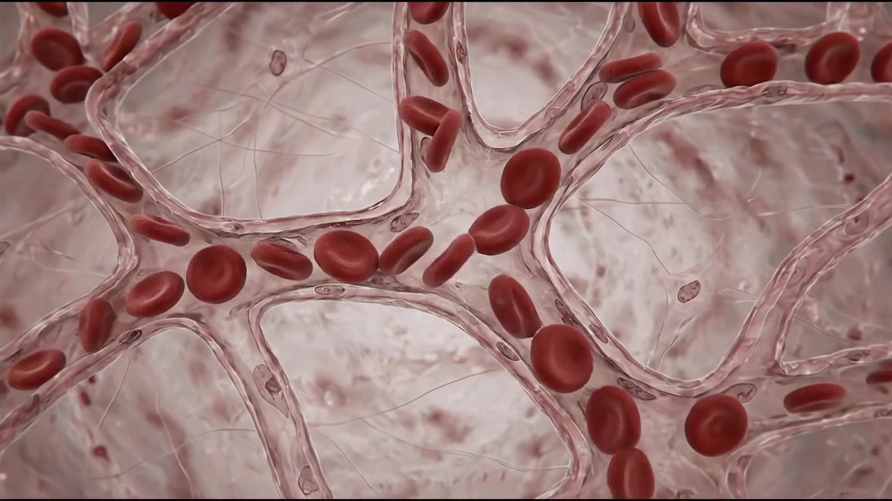Rete microscopica di vasi sanguigni capillari e struttura cellulare dei tessuti