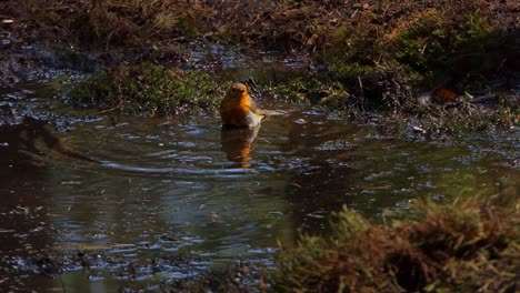 Robin-bathing-in-a-puddle-in-the-sun