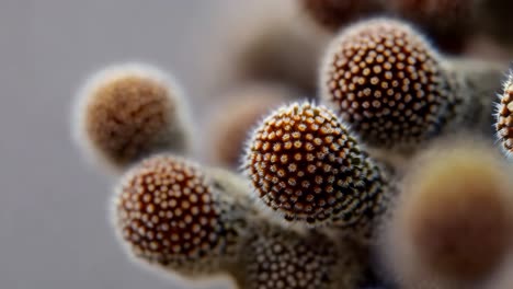 close-up of a cluster of small, spherical, textured flower buds