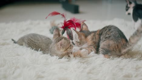 kittens playing on a fluffy carpet with toys