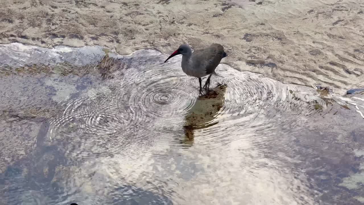 Hadeda hunting for food in the shallows