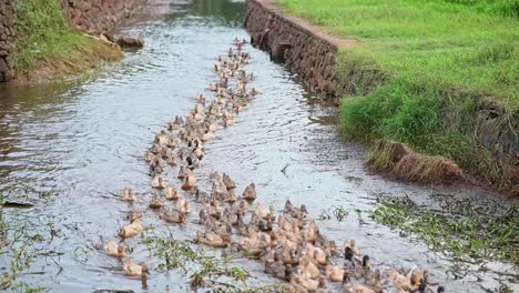 a flock of ducks pass through a flowing canal , duck farming in asia ,confused without knowing the way