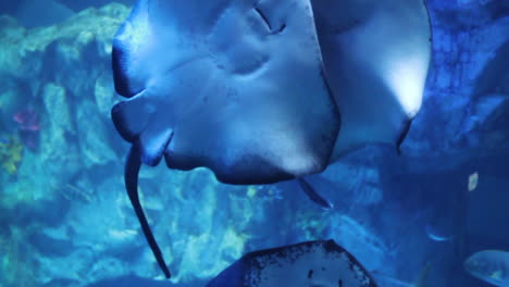 rayas en un acuario