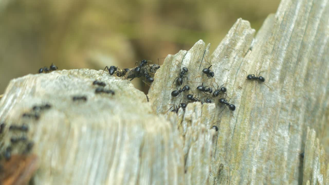 Silky ants move on the nest, anthill with silky ants in spring, work and life of ants in an anthill, sunny day, closeup macro shot, shallow depth of field