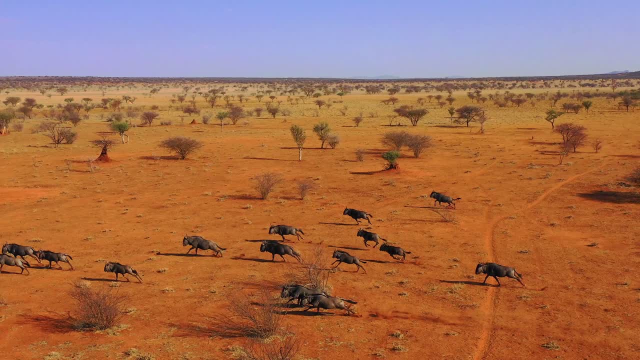 아프리카 나미브 사막 나미비아 3의 평원에서 달리는 검은 누우의 우수한 드론 공중
