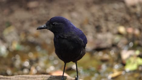 cerca de un trucho silbante javan o myophonus glaucinus de pie con un pequeño fondo que fluye