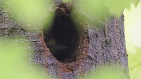 great spotted woodpecker providing food through hole in tree