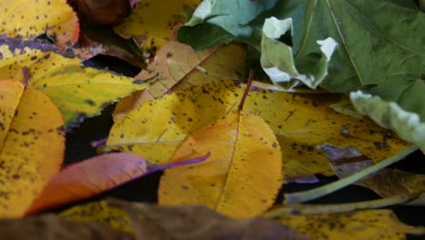 fall of the leaves