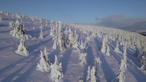 árboles-Cubiertos-De-Nieve