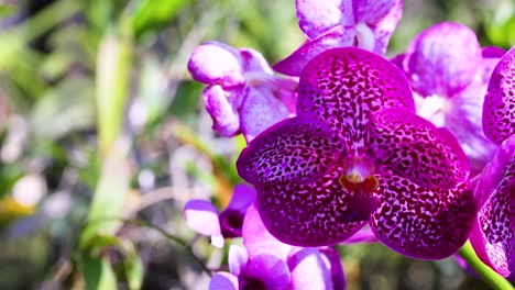 vibrant orchids bloom at a bustling market