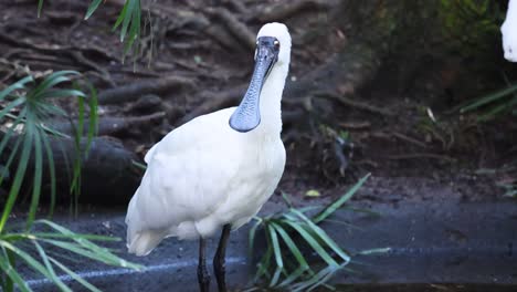 spoonbill standing near water and foliage