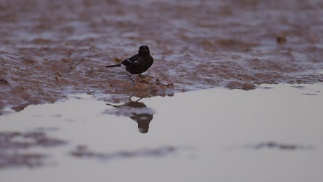 Pied-Bush-Chat-bird-drinking-water