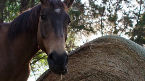 Majestuoso-Caballo-Comiendo-Fardos-Redondos-De-Heno-Bajo-La-Hermosa-Luz-Del-Sol-En-El-Rancho