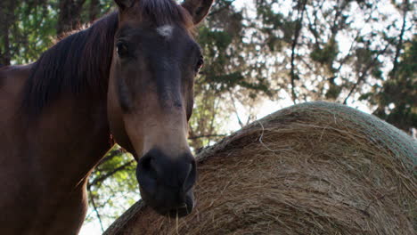 majestuoso caballo comiendo bola redonda de heno en la hermosa luz del sol en el rancho