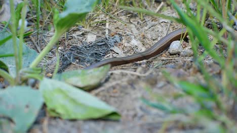 Lagarto-De-Cobre-Moviéndose-Lentamente-Escondiéndose-En-La-Espesa-Hierba-Larga