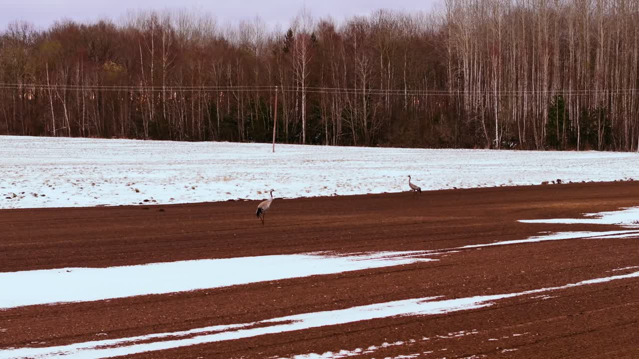Migratory birds stroll on ploughed field with melting snow under soft sunrise