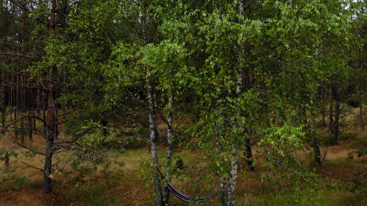 Hammock Hang On Trees Inside The Forest With Dense Coniferous Trees Under A Beautiful Clear Sky In The Village Near Pradzonka, Northern Poland