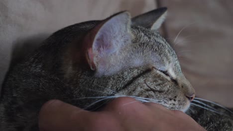 hand stroking tabby cat almost asleep on sofa