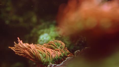 colorful underwater clown fish and tang fish swimming by sea anemone with warm lighting - close up shot