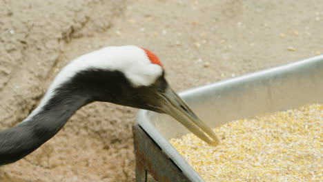 Close-up-Of-Red-crowned-Crane-Bird-Feeding-Ground-Corn