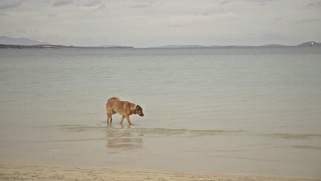 dogs-swimming,-running,-playing-in-the-sea-4K-UHD