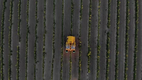 Straight-down-drone-footage-of-harvester-harvesting-grapes-for-wine-production-on-wine-farm