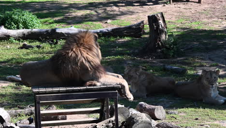 a lion is resting on a wooden table in its enclosure, african animal in a zoo