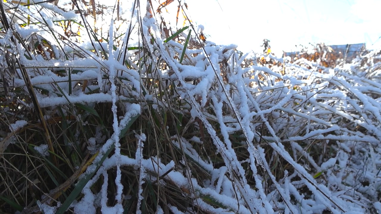 Närbildsfilm av högt hö eller gräs täckt av tjock vit snö under en vacker solig vinterdag. Solen skiner i bakgrunden genom gräset och skapar skuggor. Låg vinkel film.
